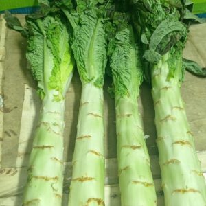 Celtuce